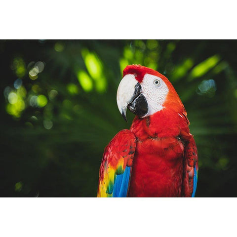 Colorful Parrot White Modern Wood Framed Art Print by Mossholder, Tim