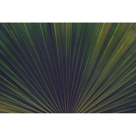 Palm Textures Black Modern Wood Framed Art Print by Mossholder, Tim