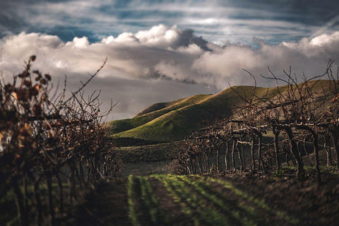 Dark Vineyards White Modern Wood Framed Art Print with Double Matting by Mossholder, Tim