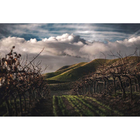 Dark Vineyards Black Modern Wood Framed Art Print by Mossholder, Tim