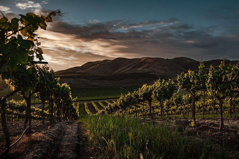 Vinyards Black Ornate Wood Framed Art Print with Double Matting by Mossholder, Tim