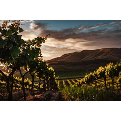 Vineyards White Modern Wood Framed Art Print by Mossholder, Tim