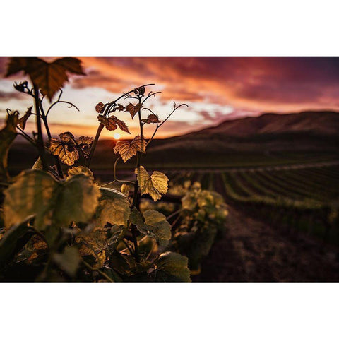 Vineyard at Sunset White Modern Wood Framed Art Print by Mossholder, Tim