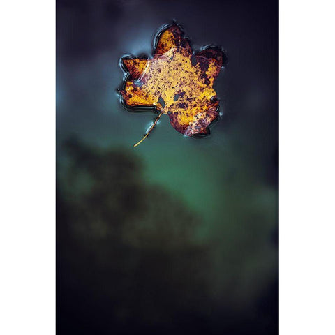 Leaf on Water Black Modern Wood Framed Art Print with Double Matting by Mossholder, Tim