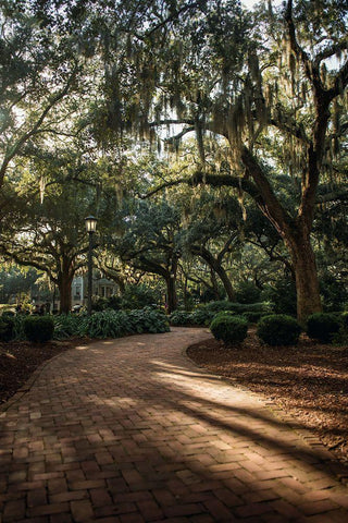 Oaks in Savannah White Modern Wood Framed Art Print with Double Matting by Mossholder, Tim