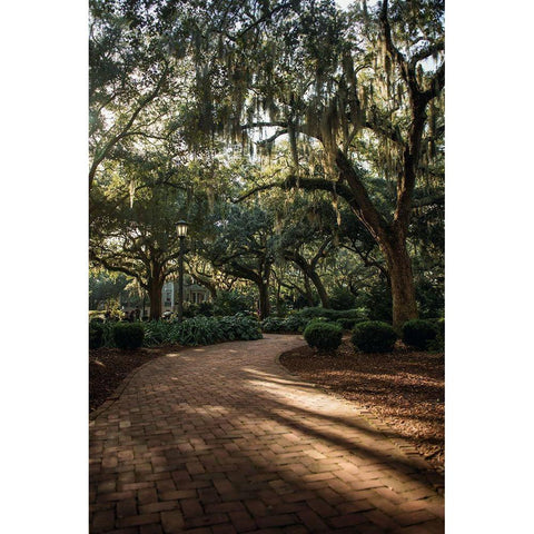 Oaks in Savannah Black Modern Wood Framed Art Print by Mossholder, Tim