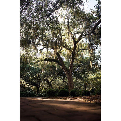 Oaks in Savannah White Modern Wood Framed Art Print by Mossholder, Tim