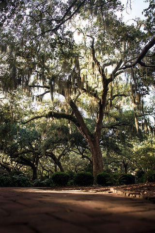 Oaks in Savannah Black Ornate Wood Framed Art Print with Double Matting by Mossholder, Tim