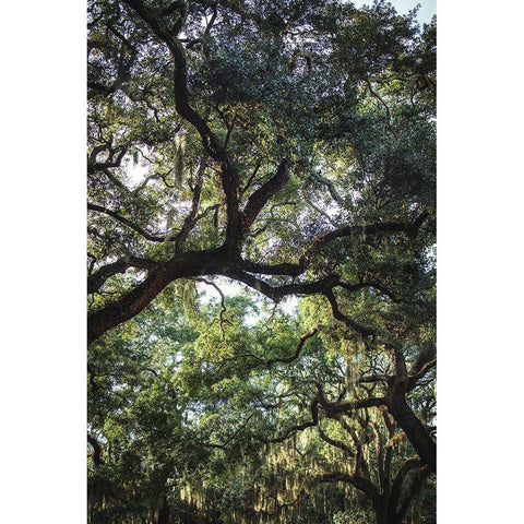 Oaks Black Modern Wood Framed Art Print by Mossholder, Tim