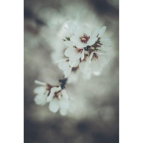 Almond Blossoms Black Modern Wood Framed Art Print with Double Matting by Mossholder, Tim