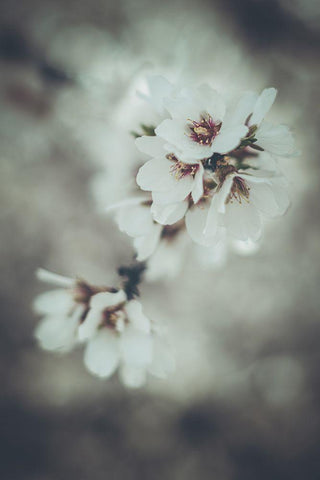 Almond Blossoms Black Ornate Wood Framed Art Print with Double Matting by Mossholder, Tim