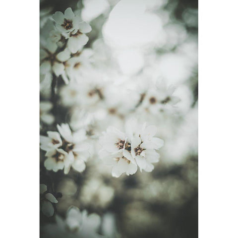 Almond Blossoms White Modern Wood Framed Art Print by Mossholder, Tim