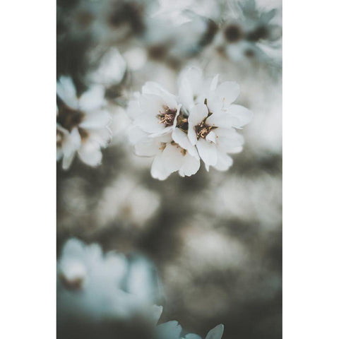 Almond Blossoms White Modern Wood Framed Art Print by Mossholder, Tim