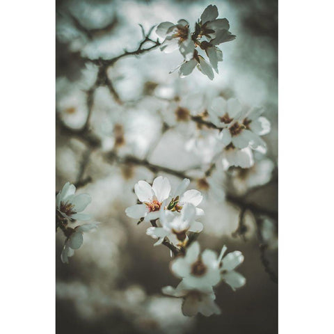 Almond Blossoms White Modern Wood Framed Art Print by Mossholder, Tim