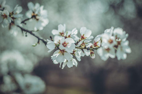 Almond Blossoms White Modern Wood Framed Art Print with Double Matting by Mossholder, Tim