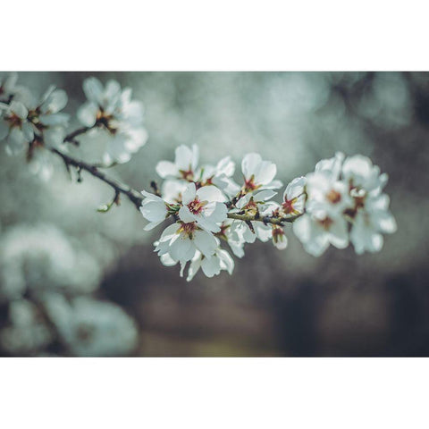 Almond Blossoms White Modern Wood Framed Art Print by Mossholder, Tim