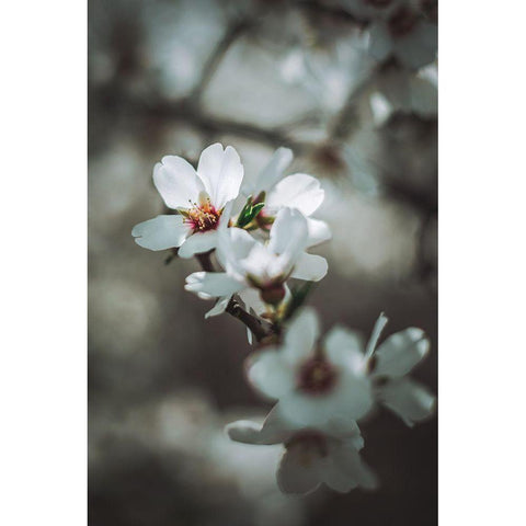 Almond Blossoms White Modern Wood Framed Art Print by Mossholder, Tim