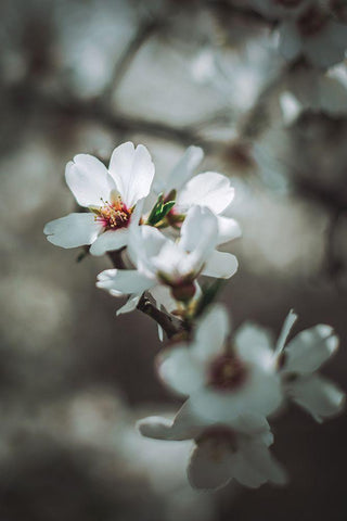 Almond Blossoms White Modern Wood Framed Art Print with Double Matting by Mossholder, Tim