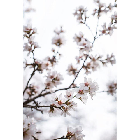 Almond Blossoms Gold Ornate Wood Framed Art Print with Double Matting by Mossholder, Tim