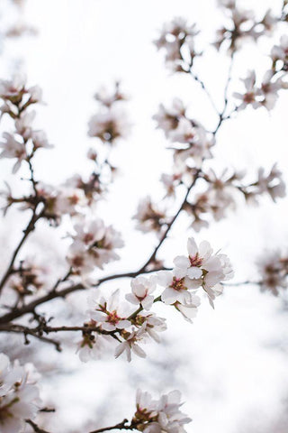 Almond Blossoms White Modern Wood Framed Art Print with Double Matting by Mossholder, Tim