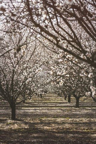 Almond Orchard White Modern Wood Framed Art Print with Double Matting by Mossholder, Tim
