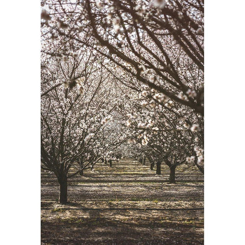 Almond Orchard Black Modern Wood Framed Art Print by Mossholder, Tim