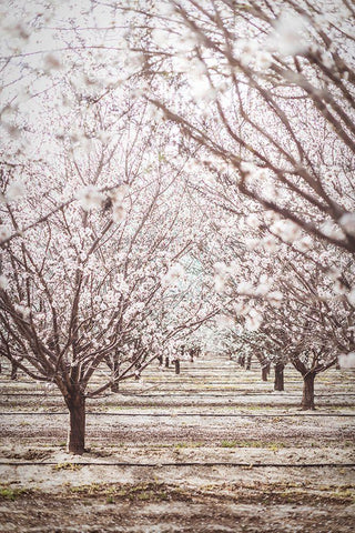 Almond Orchard Black Ornate Wood Framed Art Print with Double Matting by Mossholder, Tim