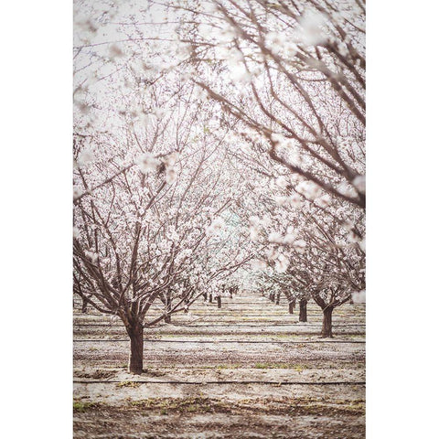 Almond Orchard Black Modern Wood Framed Art Print by Mossholder, Tim