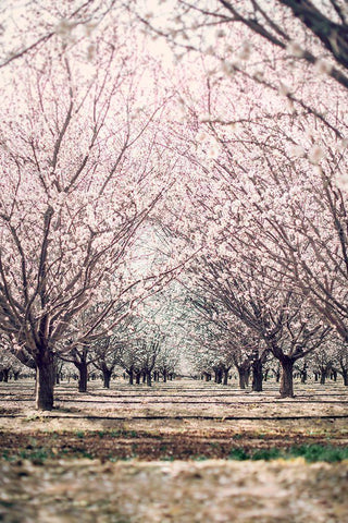 Almond Orchard Black Ornate Wood Framed Art Print with Double Matting by Mossholder, Tim