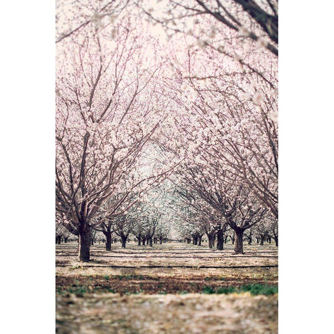 Almond Orchard Black Modern Wood Framed Art Print by Mossholder, Tim