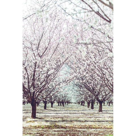 Almond Orchard Black Modern Wood Framed Art Print with Double Matting by Mossholder, Tim