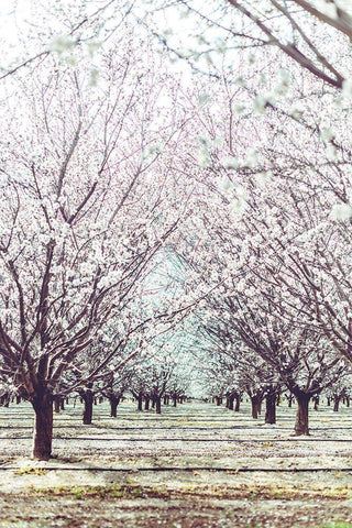 Almond Orchard White Modern Wood Framed Art Print with Double Matting by Mossholder, Tim