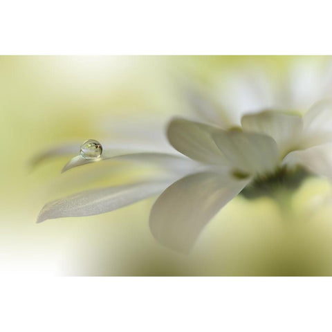 Dreams Of Heaven.. White Modern Wood Framed Art Print by Nan, Juliana