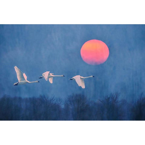 Foggy Sunrise Black Modern Wood Framed Art Print by Li, Rob