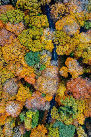 Autumn firework Black Ornate Wood Framed Art Print with Double Matting by Jubic, Srecko