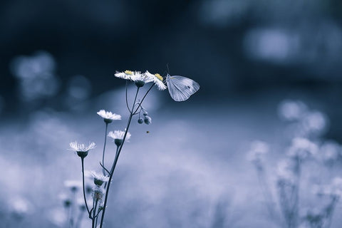 Small Butterfly White Modern Wood Framed Art Print with Double Matting by Deng, Ivy