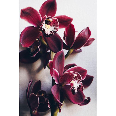 Red Cymbidium Orchid Black Modern Wood Framed Art Print by Sawall, Anastasia