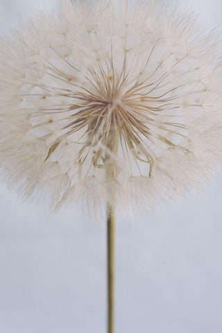 Delicate Dandelion White Modern Wood Framed Art Print with Double Matting by Sawall, Anastasia