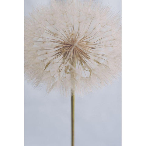 Delicate Dandelion Black Modern Wood Framed Art Print with Double Matting by Sawall, Anastasia