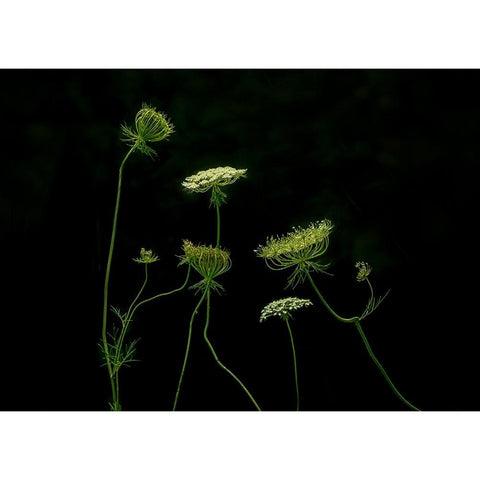 A Green Dance White Modern Wood Framed Art Print by Chen, Jennifer