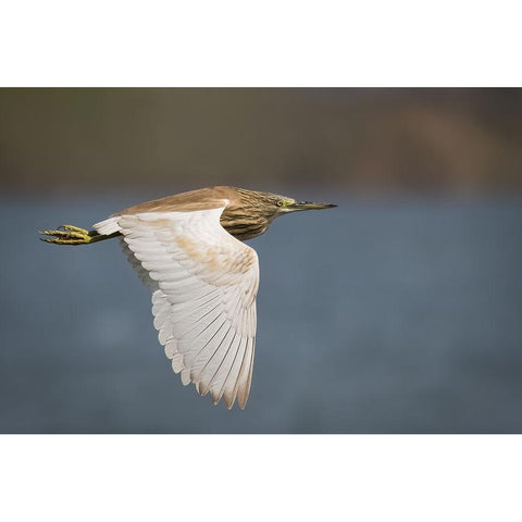 Wings White Modern Wood Framed Art Print by Zaeitar, Ahmed