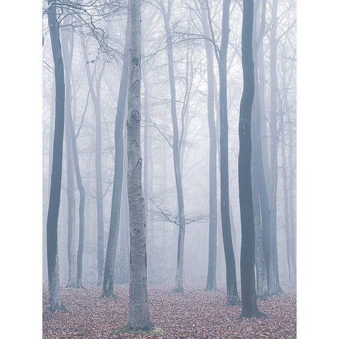 trees in fog Black Modern Wood Framed Art Print by Mies, Maurice