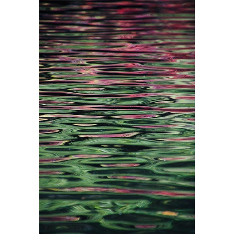 Flower reflection White Modern Wood Framed Art Print by Alcantara, Miguel
