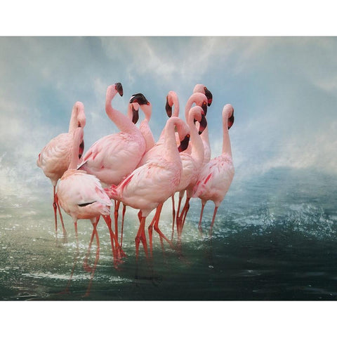 Lesser Flamingo Summit Black Modern Wood Framed Art Print by Wisniowska, Krystina