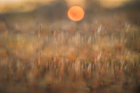 sunrise among the rough hair moss White Modern Wood Framed Art Print with Double Matting by Bouhuijzen, Ina