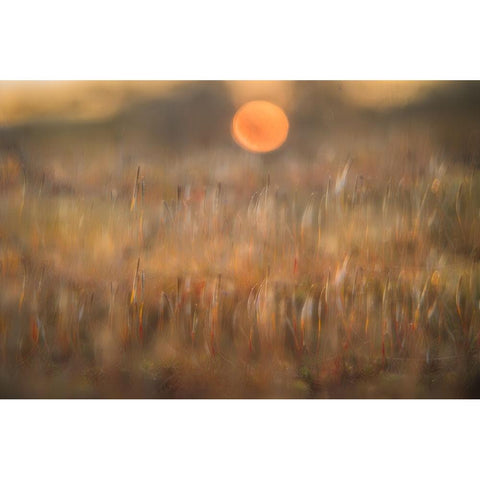 sunrise among the rough hair moss White Modern Wood Framed Art Print by Bouhuijzen, Ina