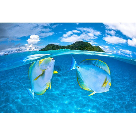 Dussumiers surgeonfish Black Modern Wood Framed Art Print by Gabriel, Barathieu