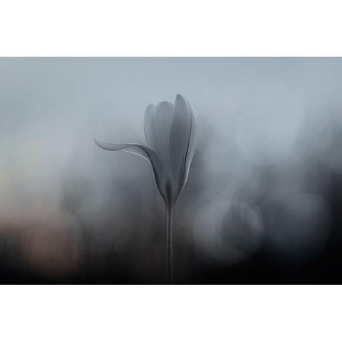 Crocus White Modern Wood Framed Art Print by Gronkjar, Lotte