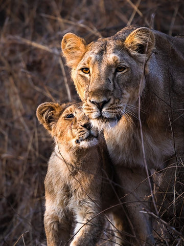 The Eternal Bond White Modern Wood Framed Art Print with Double Matting by Singodia, Kanchan