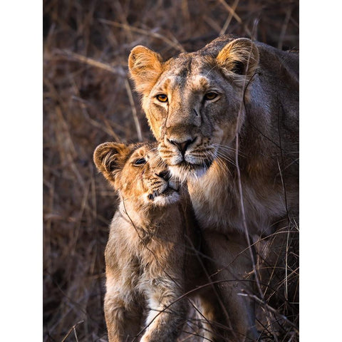 The Eternal Bond Black Modern Wood Framed Art Print by Singodia, Kanchan